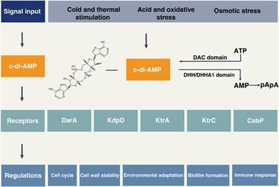 The role of bacterial cyclic di-adenosine monophosphate in the host immune response